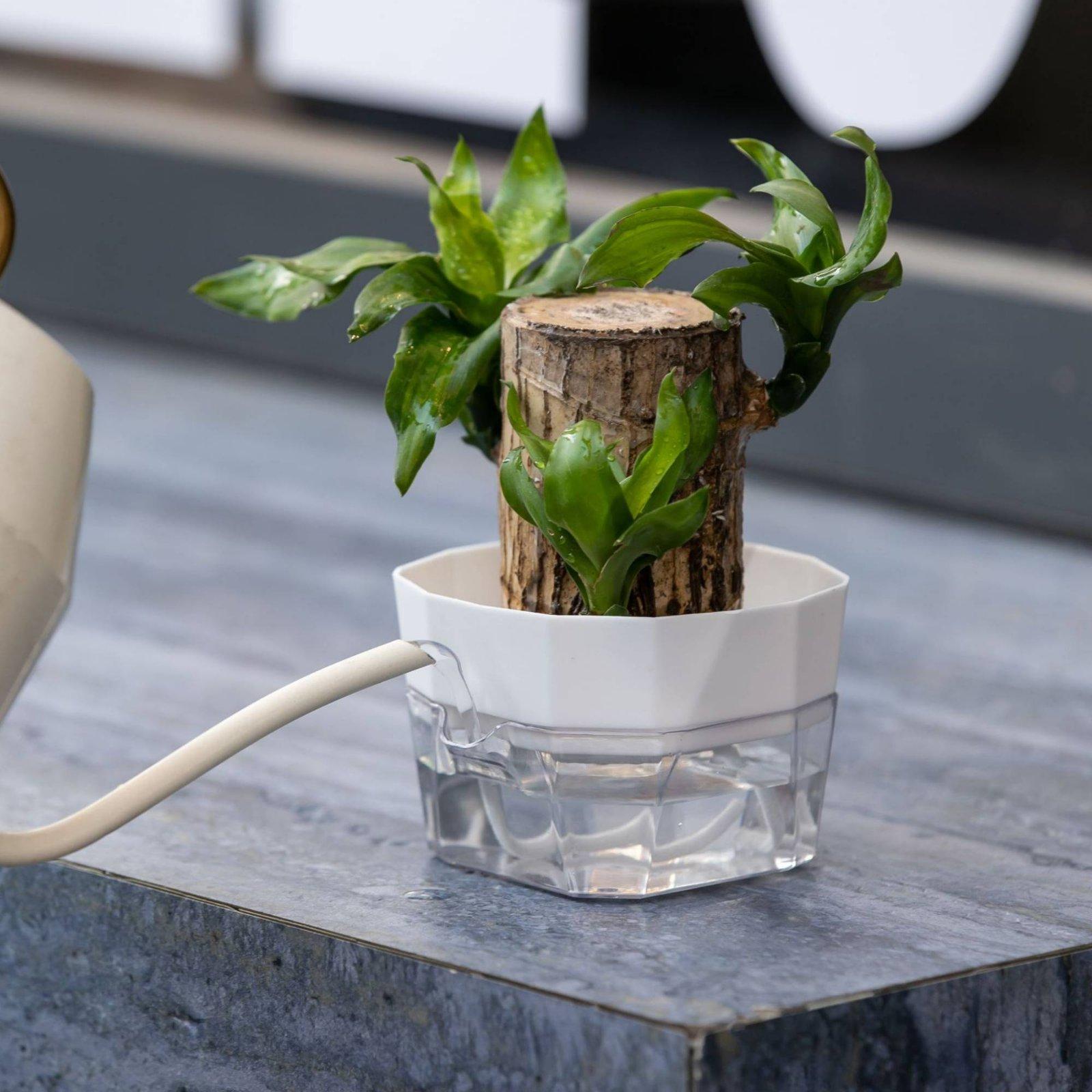 Hydroponische Vase mit Zwei Sc – Self Watering Planter Bewertung und Preis